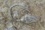 Crinoid Plate ( species) - Indiana #95203-2